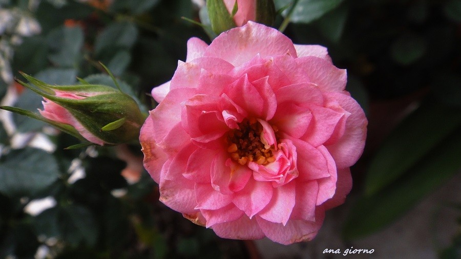 "Rosa rosa," de Ana Giorno