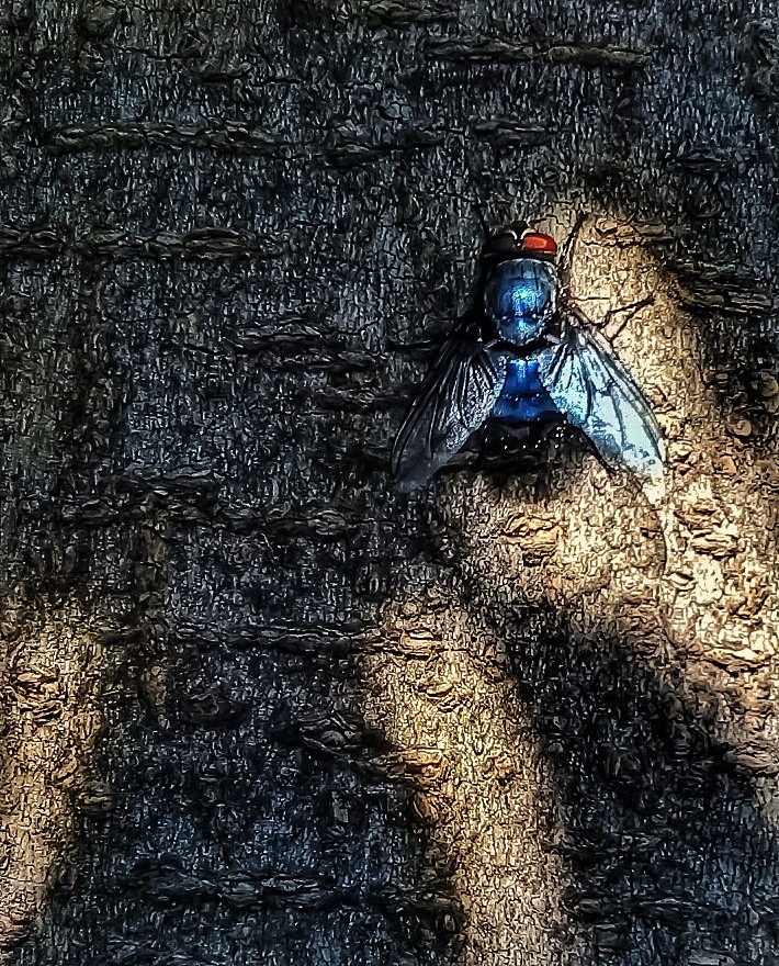 "La mosca en la sombra" de Roberto Guillermo Hagemann