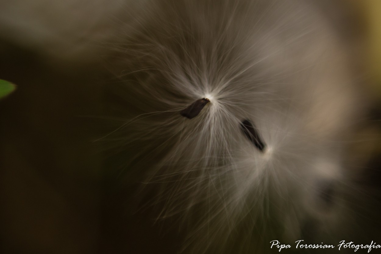 "La semilla...." de Francisco Andres Torossian