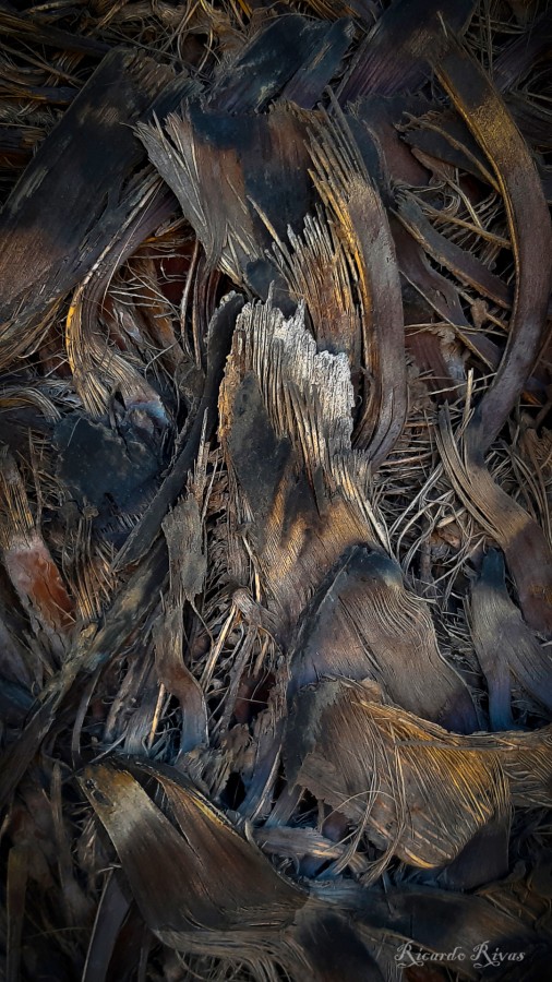 "`Corteza tronco de palmera`" de Ricardo Rivas
