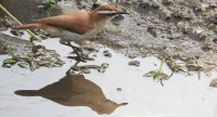 A ave casaca-de-couro-da-lama em seu habitat