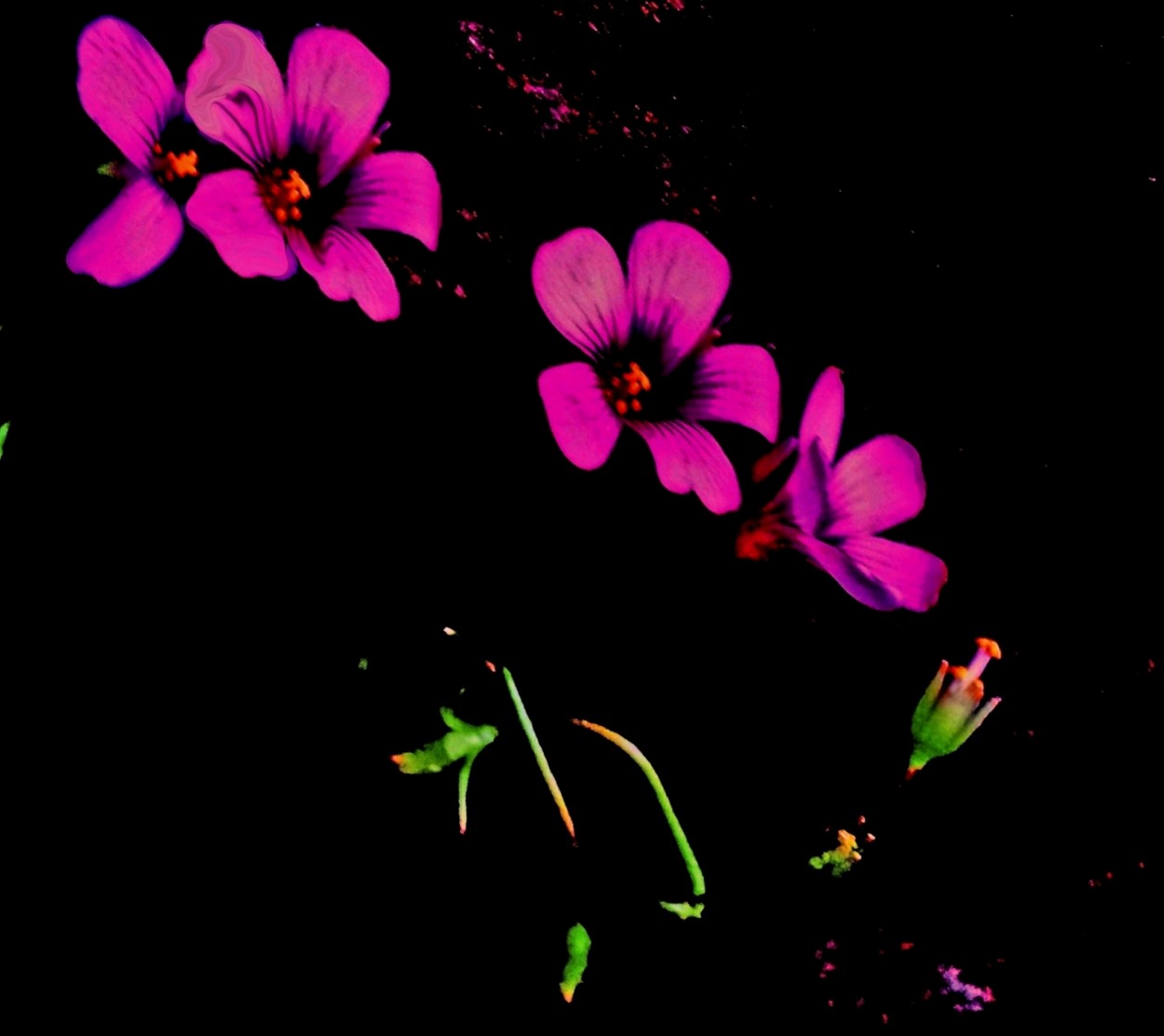 "flores silvestres rosadas" de Beatriz Di Marzio