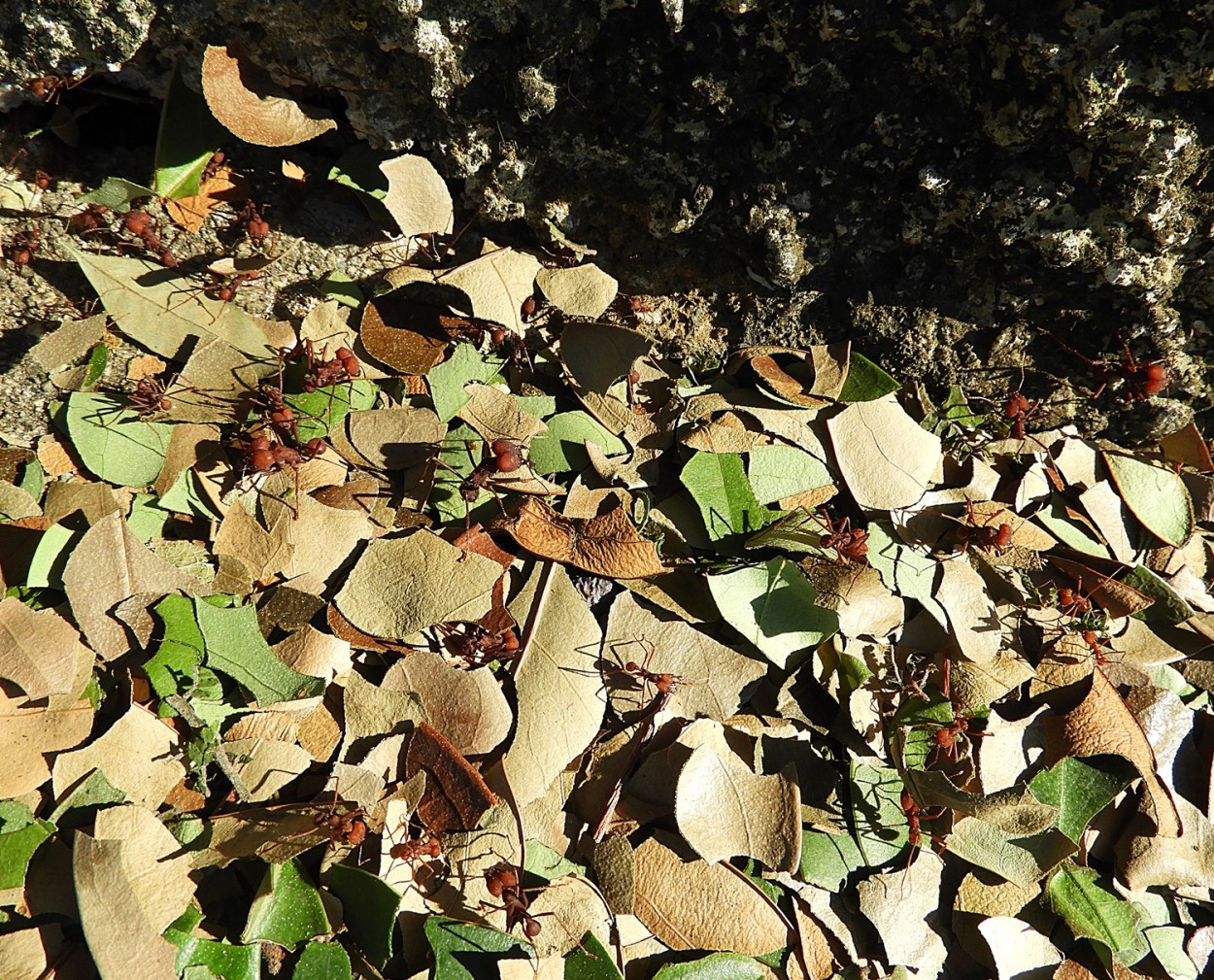 "Entre folhas e formigas, quase pisei no motivo." de Decio Badari