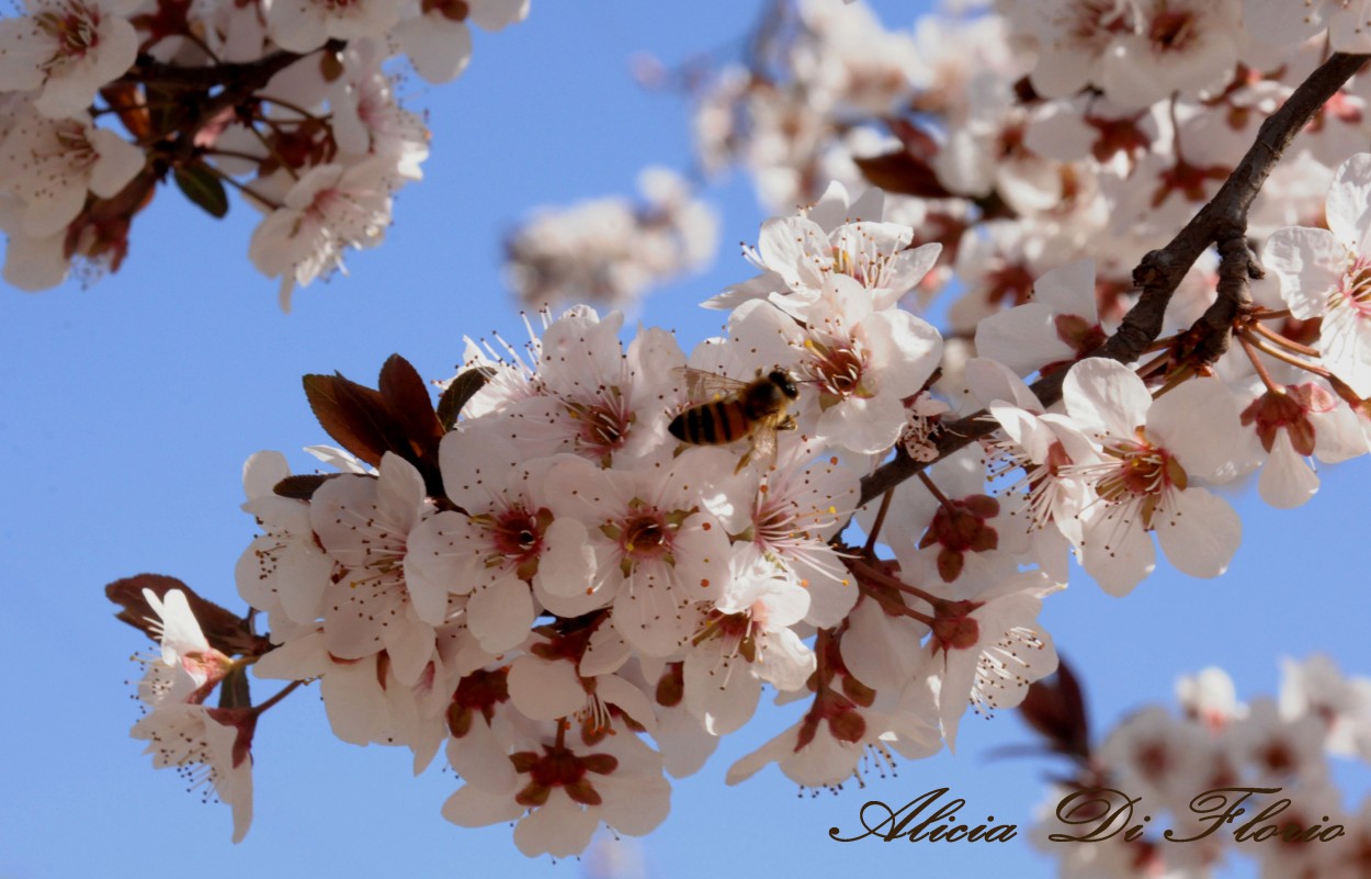 "Ya llega la primavera!!" de Alicia Di Florio