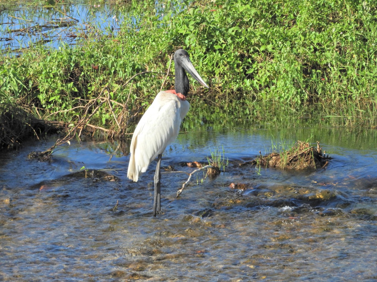 "Pantanal a dois anos atrs, o Tuiui e a enchente" de Decio Badari