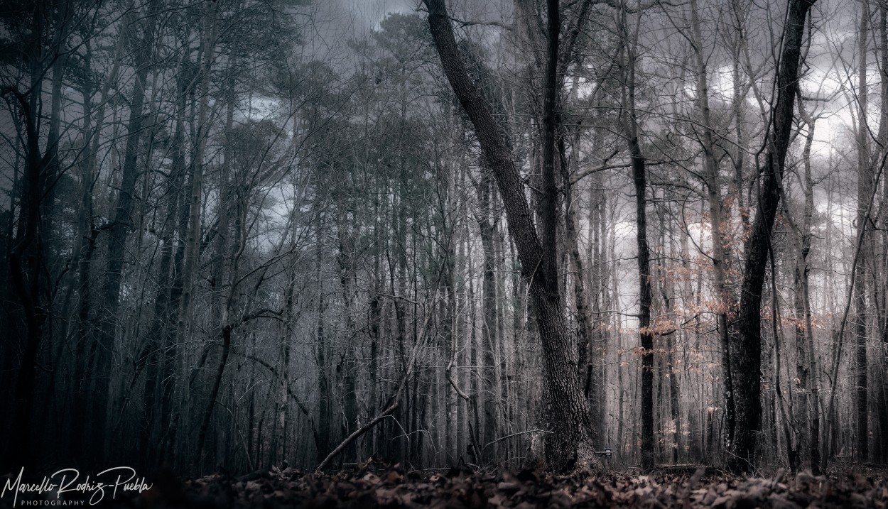 "Dramatic Forest" de Marcello Rodriguez Puebla