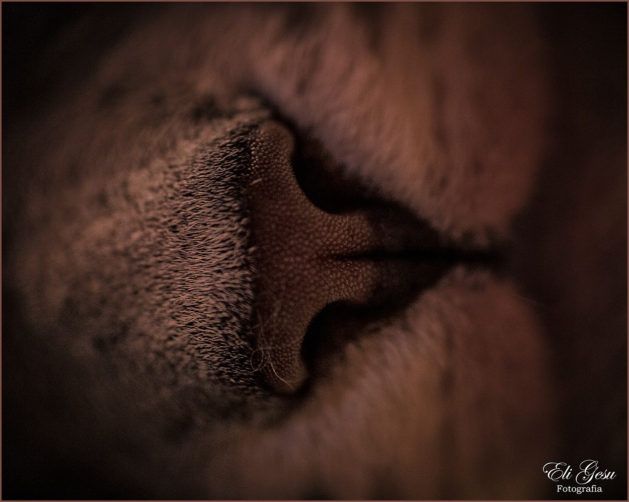 "Tu nariz" de Elizabeth Gesualdo