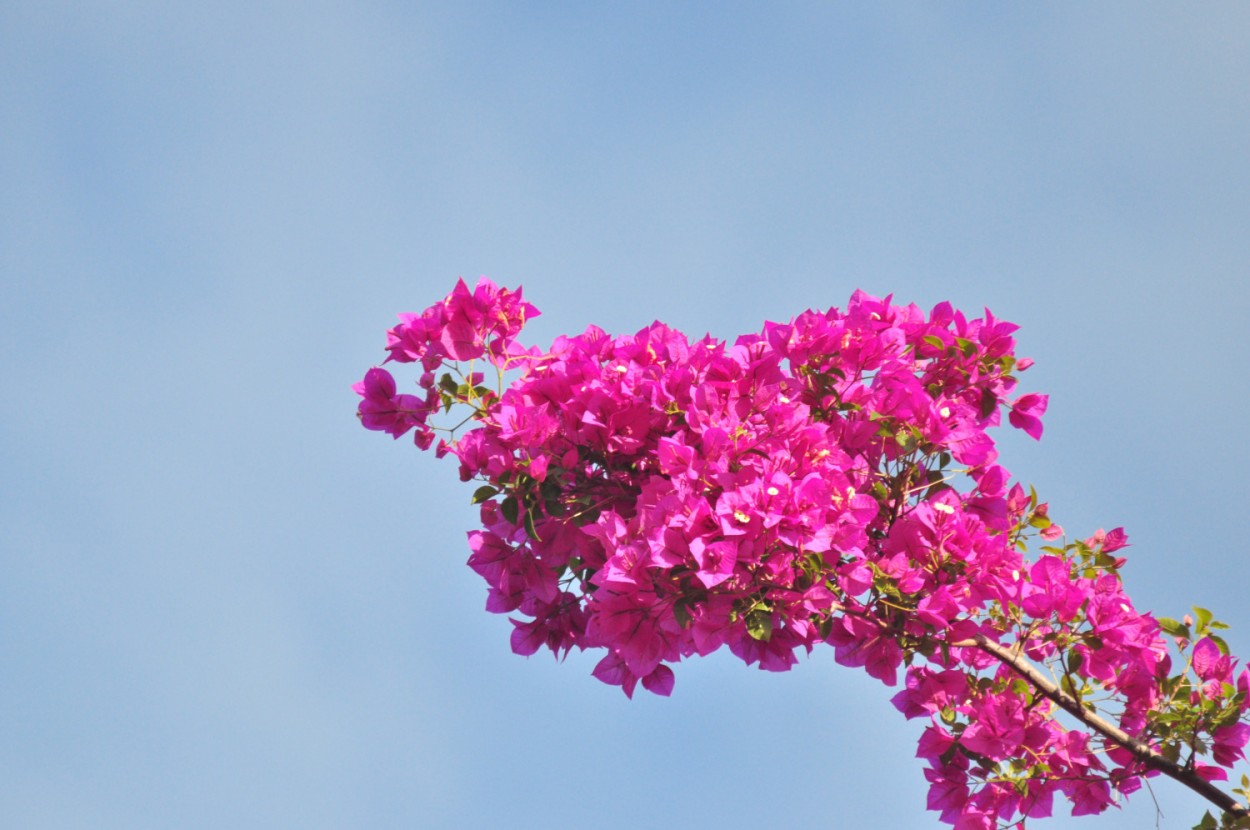 "Primavera no  uma simples estao de flores....." de Decio Badari