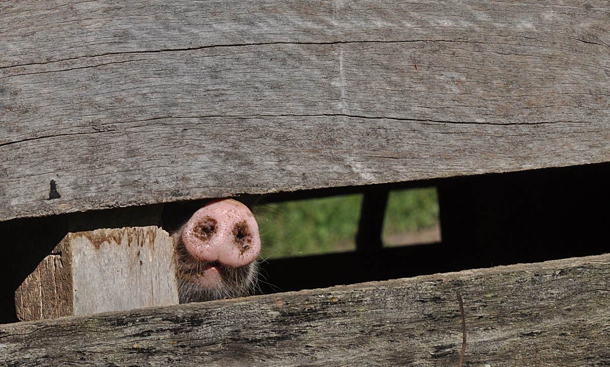 "Antes um porco curioso, que um porco furioso!" de Decio Badari