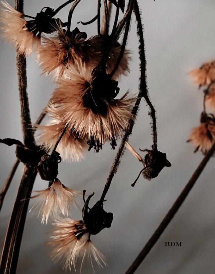 "flores secas" de Beatriz Di Marzio
