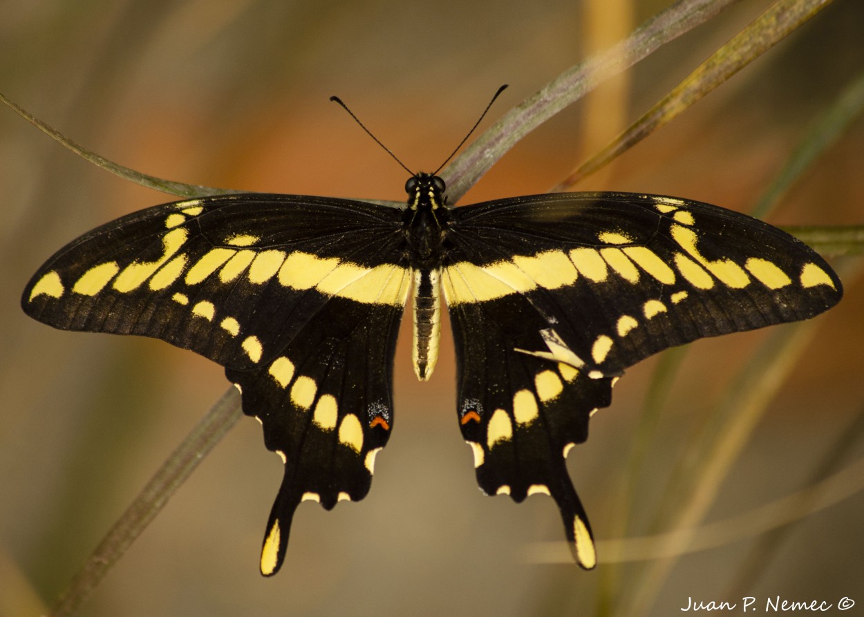 "Papilio thoas" de Juan P. Nemec