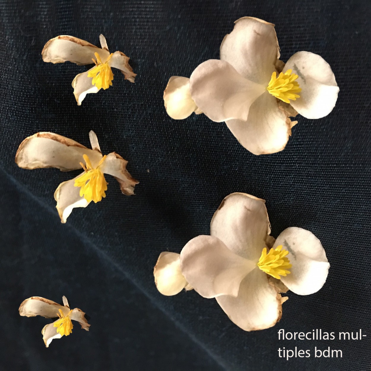 "florecillas multiples" de Beatriz Di Marzio