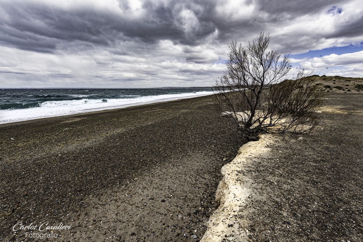"`La soledad de las playas del sur...`" de Carlos Cavalieri