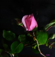 una rosa para mama