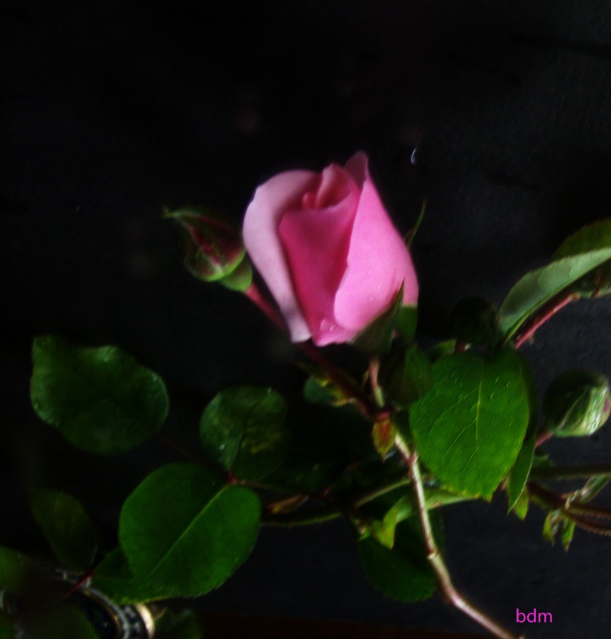 "una rosa para mama" de Beatriz Di Marzio