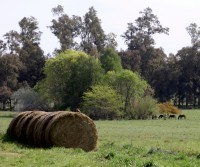 Pastando en el montecito.