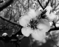 Primavera en blanco y negro