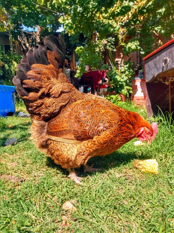 "Una gallina tipo." de Celeste Risso Patron