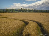 Los caminos del trigo