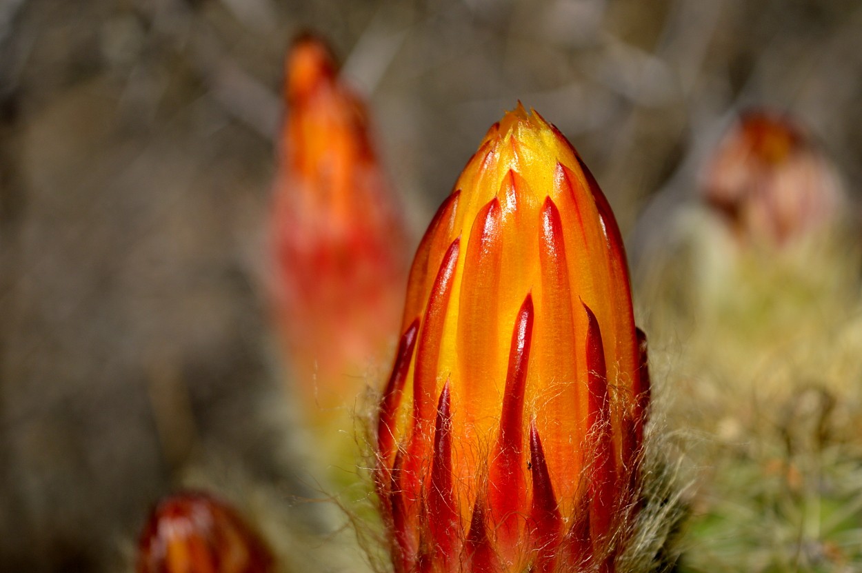 "pimpollo flor de cactus" de Marcos Pedro Escudero