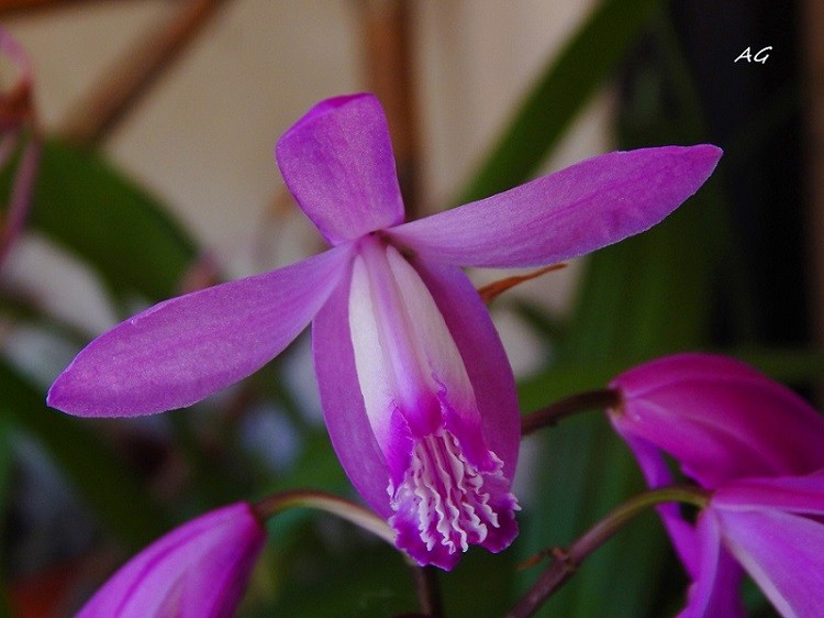 "Bletilla striata, ( orquidea)" de Ana Giorno