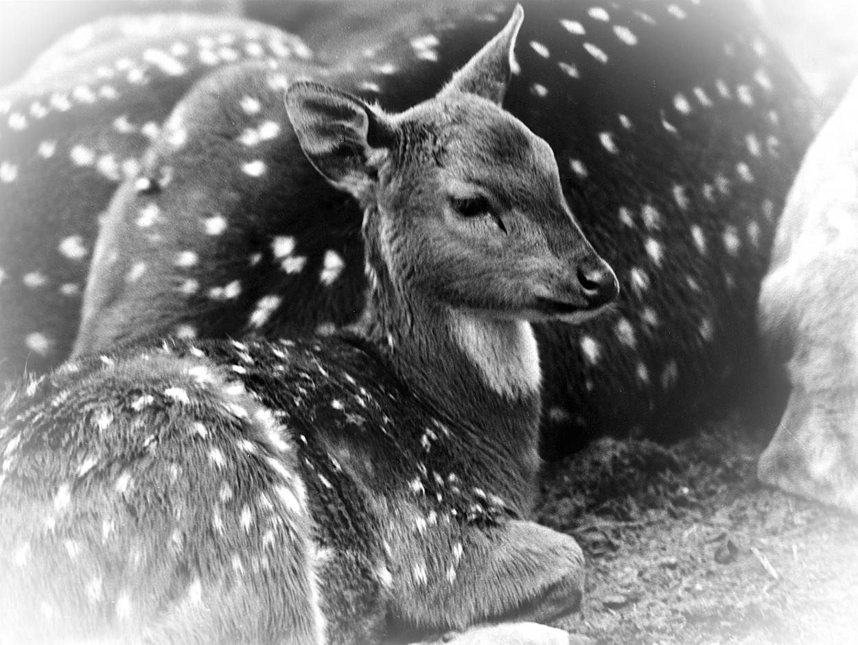"Bambi" de Juan Carlos Barilari