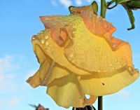 A linda flor do Algodoeiro-da-praia