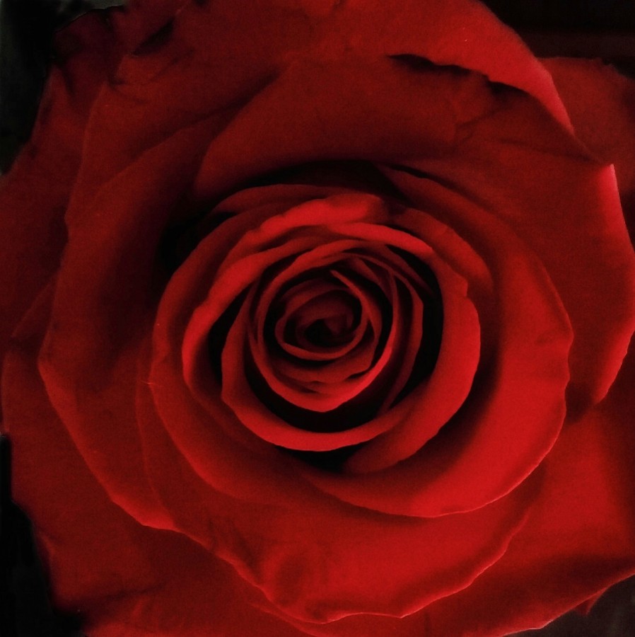 "La rosa" de Roberto Guillermo Hagemann