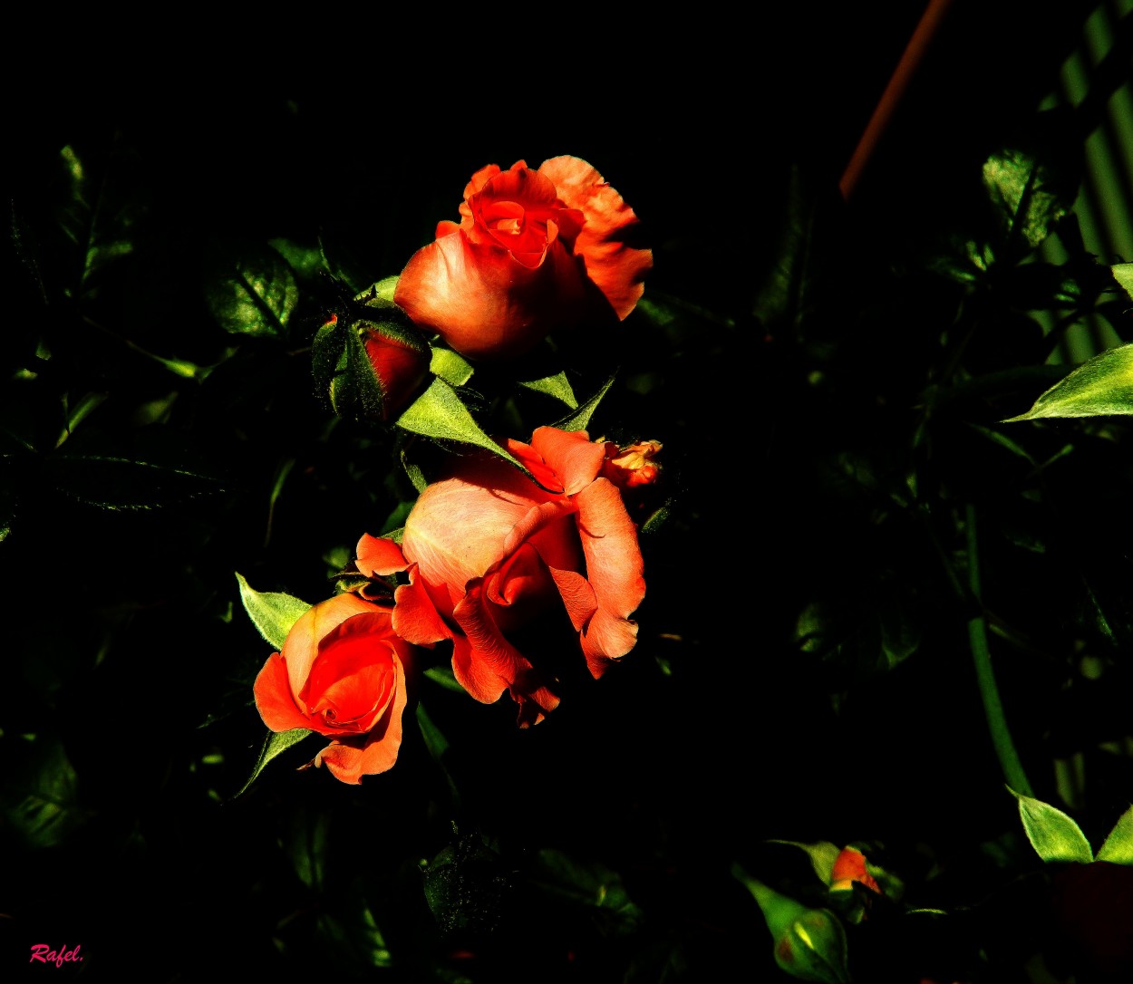 "Tres rosas rojas." de Rafael Serrano Arguedas