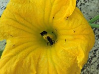 Uma pequena disputa, abelhas e formigas!
