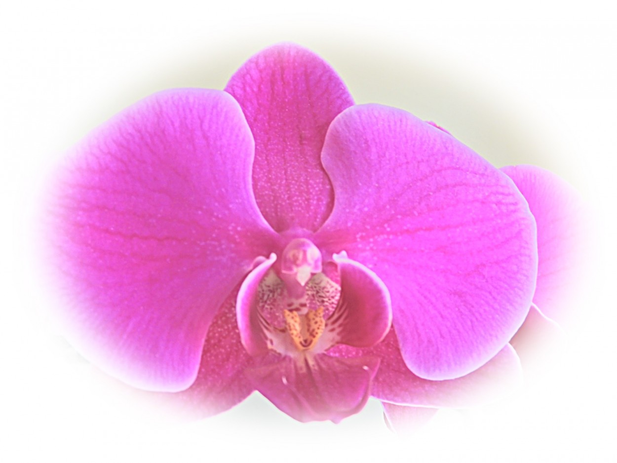 "Phalaenopsis x hybridus" de Decio Badari