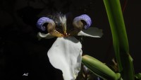 Iris neomarica y su plen,