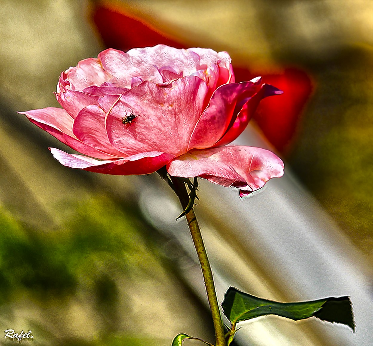 "Una rosa con mosca." de Rafael Serrano Arguedas