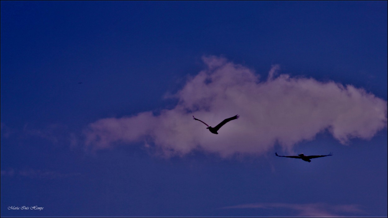 "Volar muy alto, juntos..." de Mara Ins Hempe
