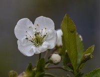La Flor del cerezo