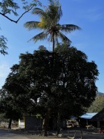 A palmeira