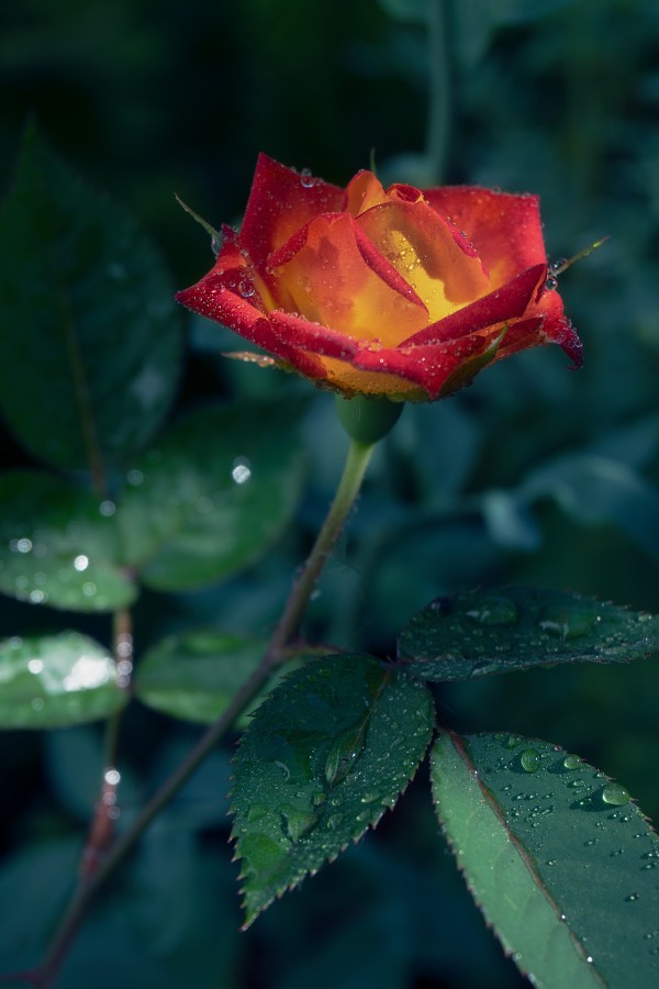"Simplemente una rosa .." de Gabriela Burghi