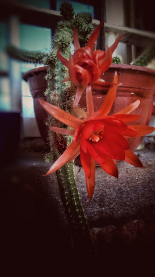 "Cactus" de Huilen Sofa Nuez