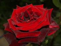 Rosa rosa...