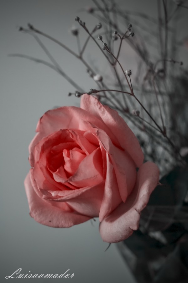 "Rosas para ti" de Luisamaria Amador