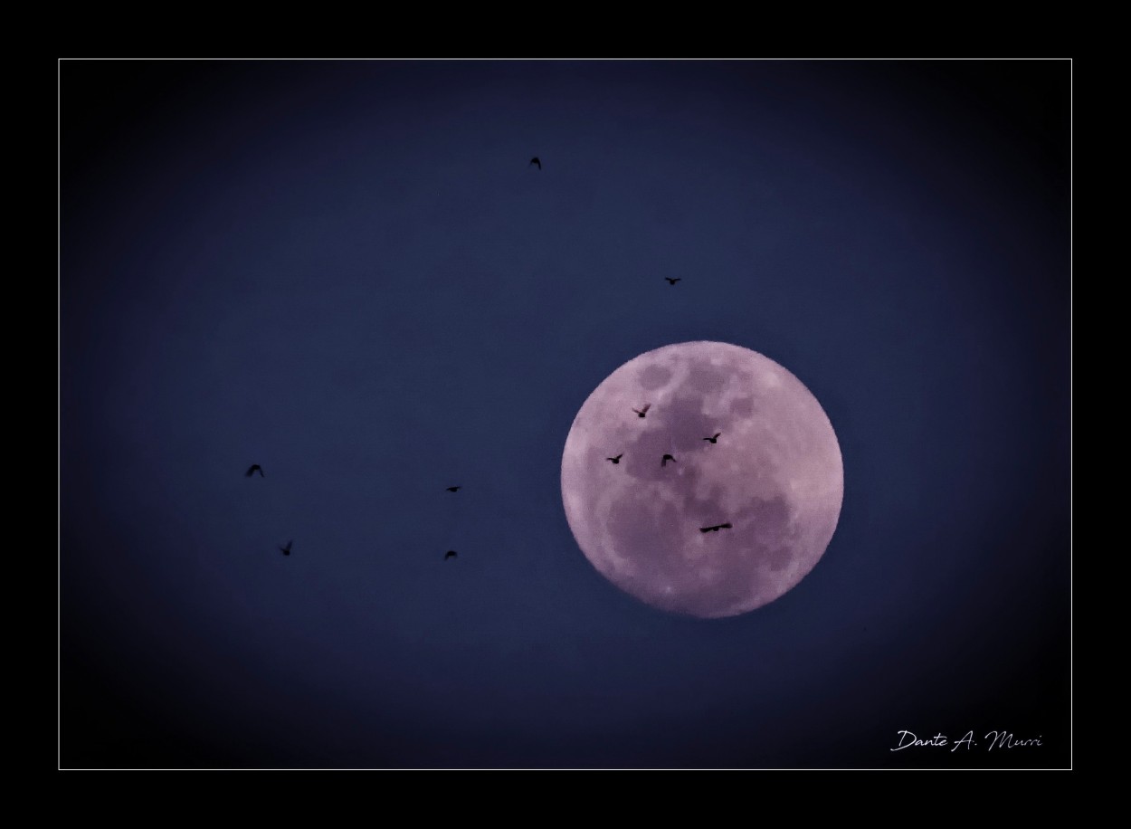 "Volando hacia la luna." de Dante Murri