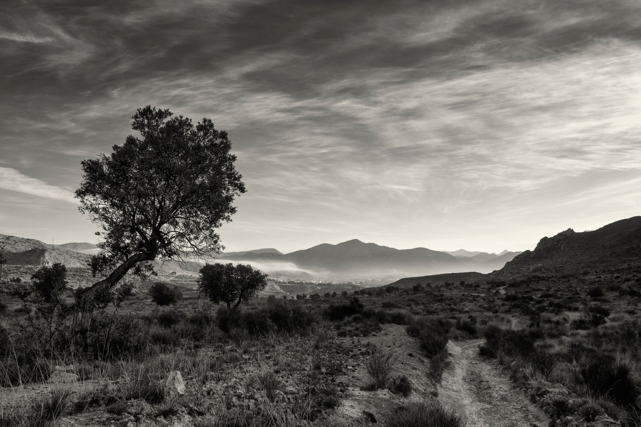 "Camino al valle" de Francisco Jos Cerd Ortiz