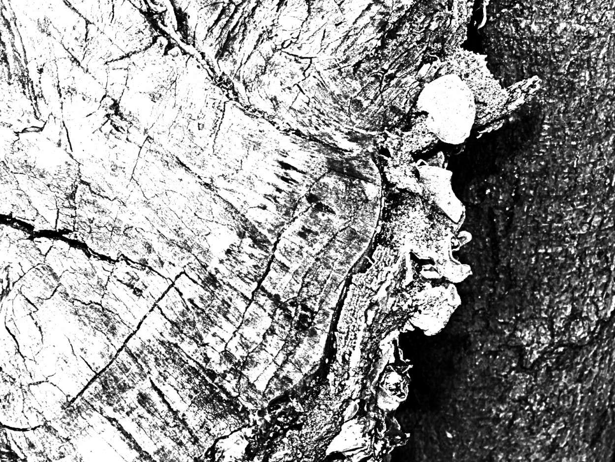 "No velho tronco, um olhar de formas e texturas." de Decio Badari