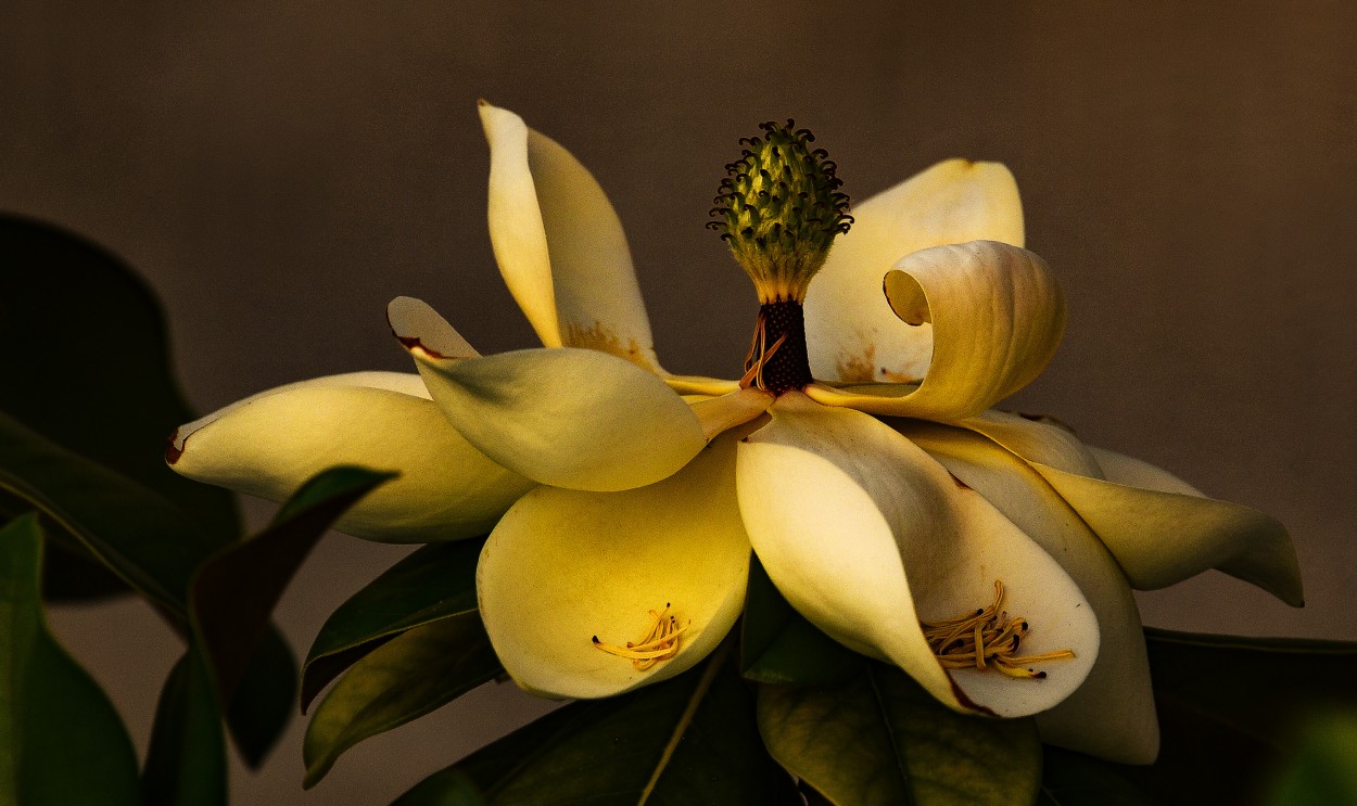 "Magnolia" de Gerardo Saint Martn