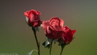 Tres rosas rosas