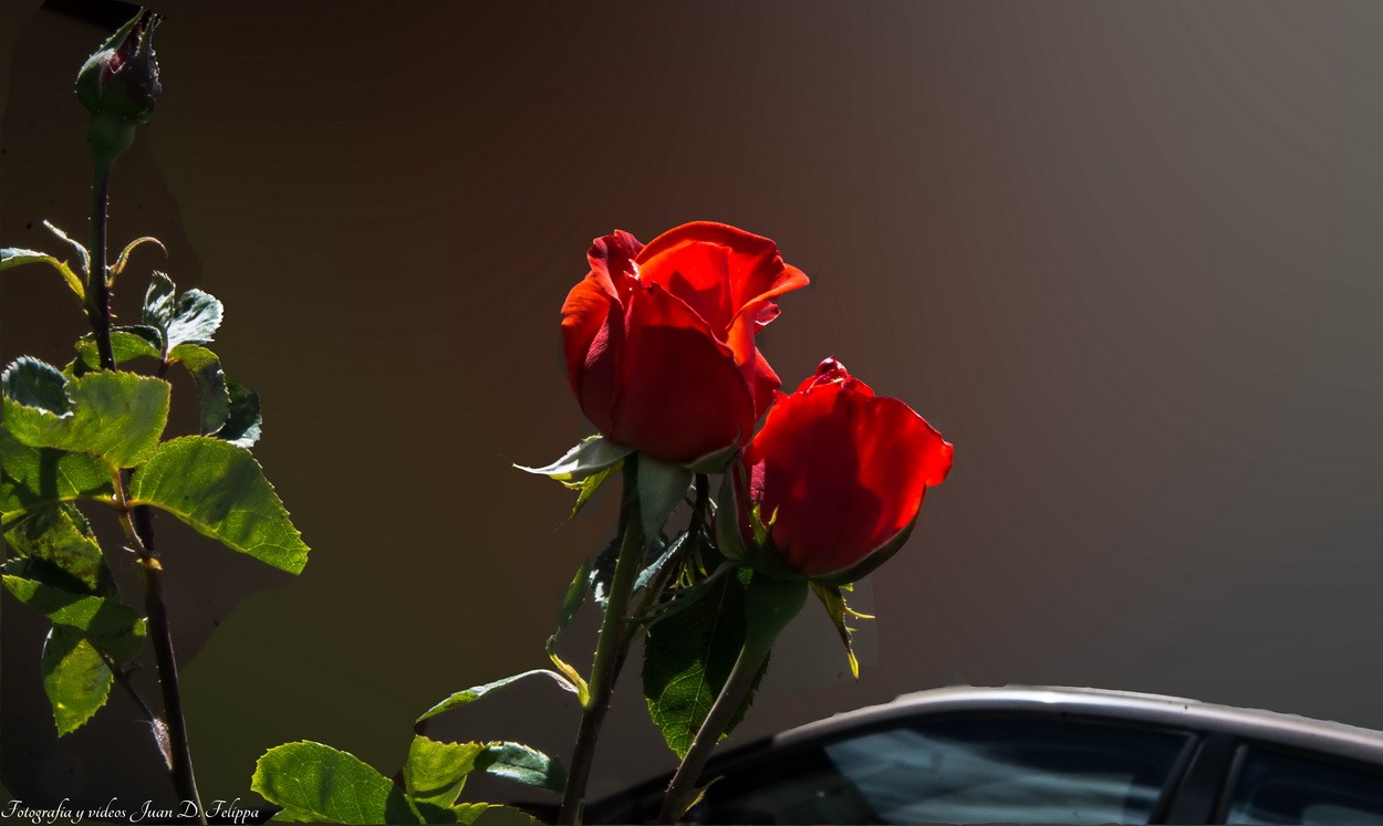 "Tres rosas un pimpollo" de Juan Felippa