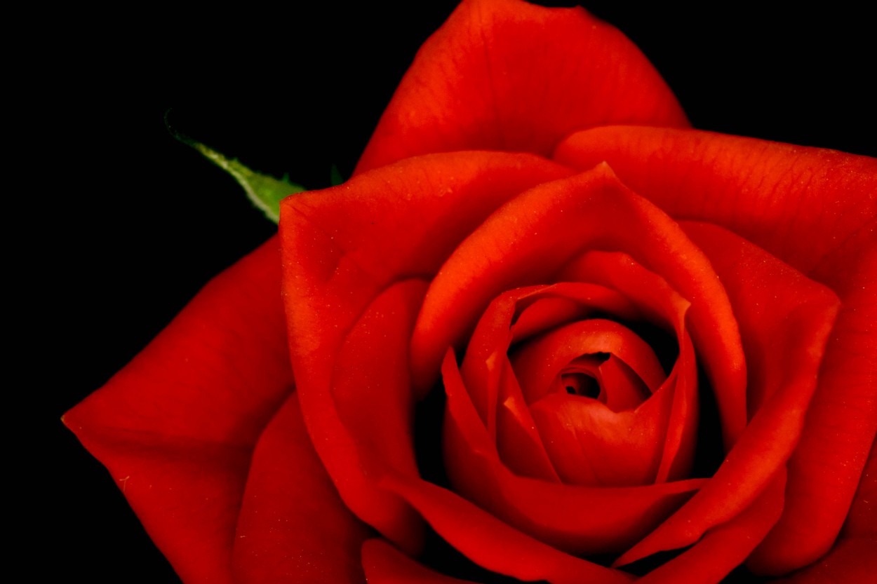"`Rosa roja`" de Héctor Venezia