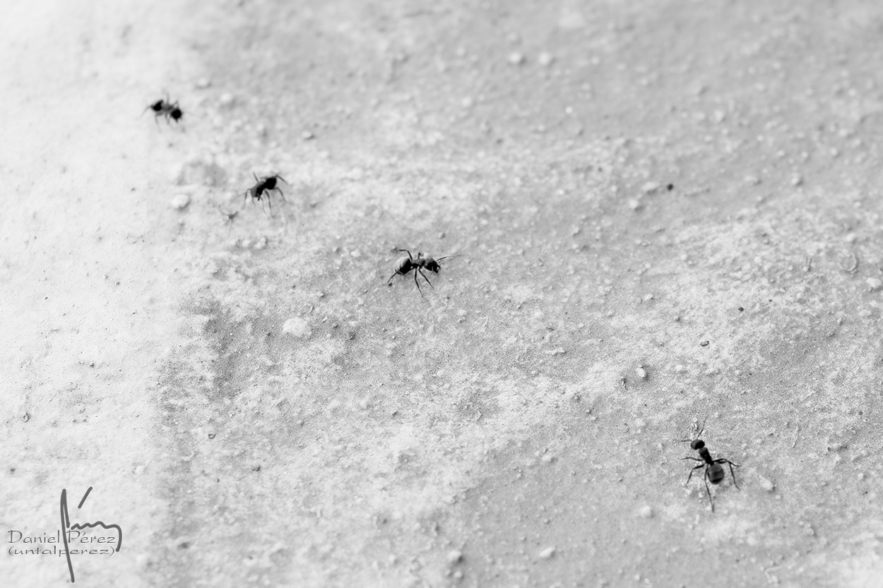 "Hormigas como hombres, hombres como hormigas." de Daniel Prez Kchmeister