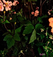 anemonas japonicas