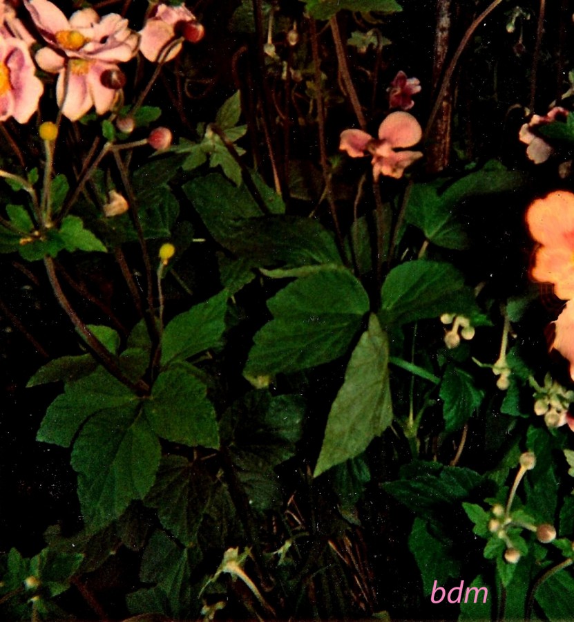 "anemonas japonicas" de Beatriz Di Marzio